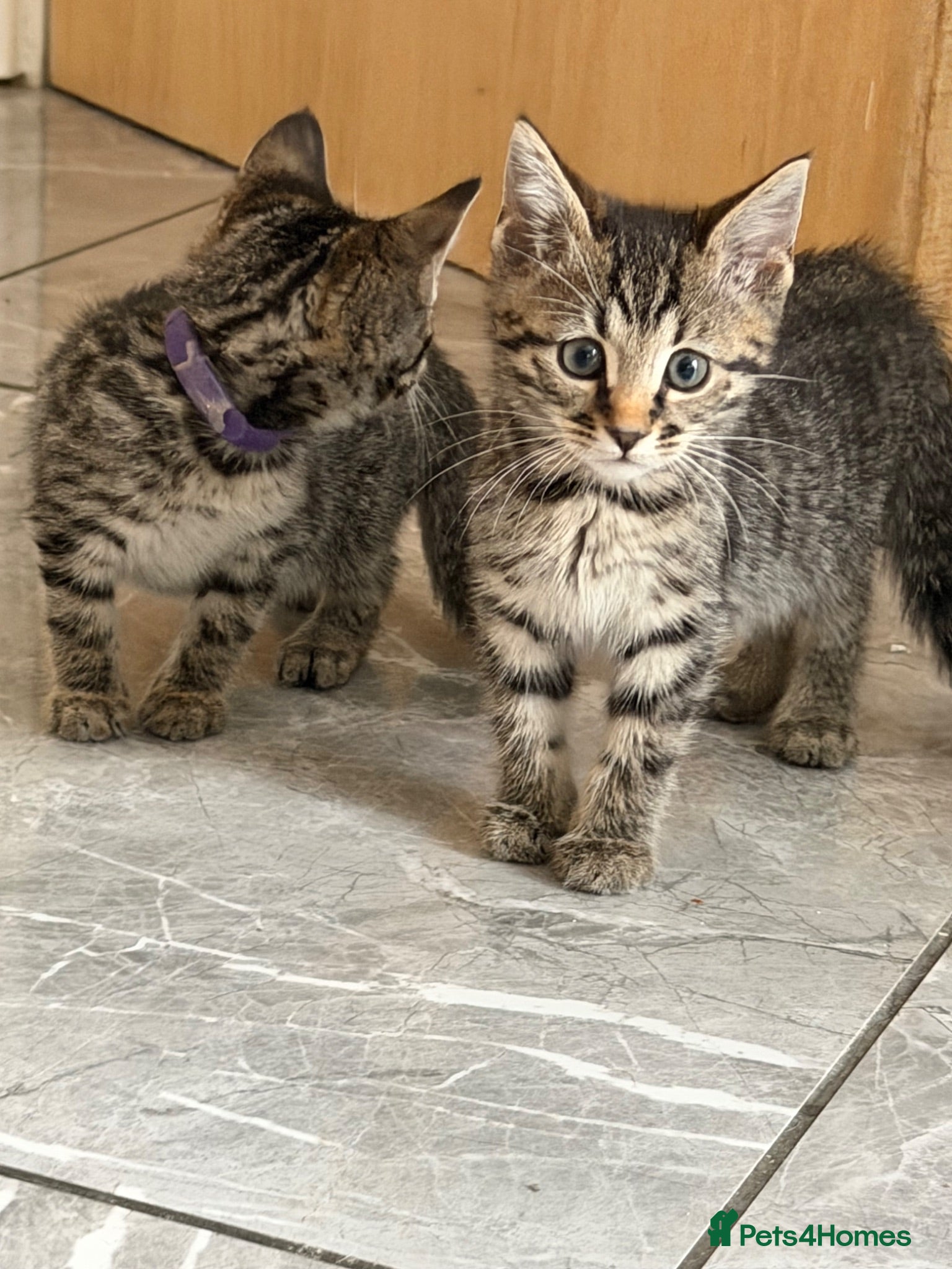 Bengal cats Two stunning boys left ❤️ - Advert 18
