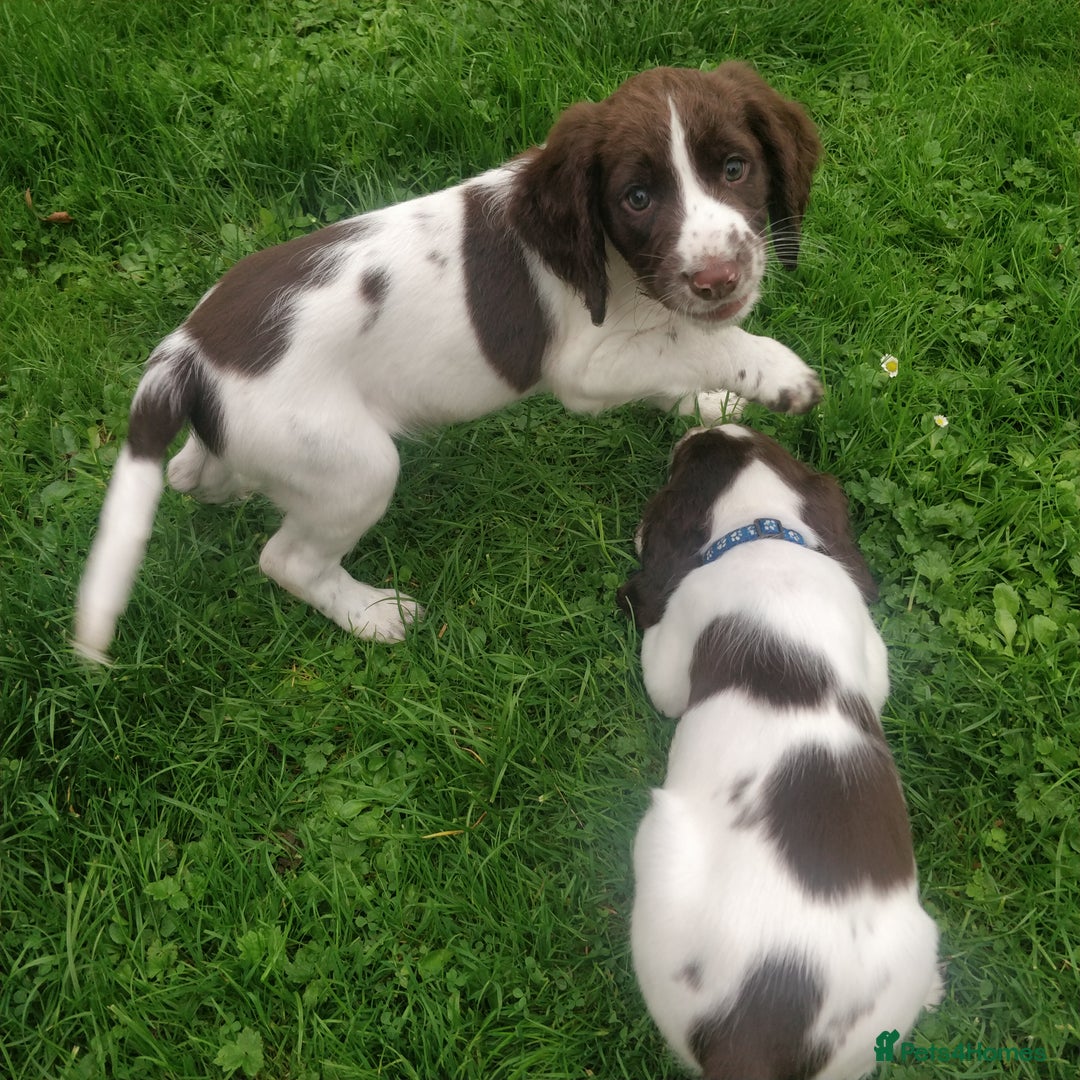 Sprocker dogs for sale: 5 sprocker boy pups - Image 3