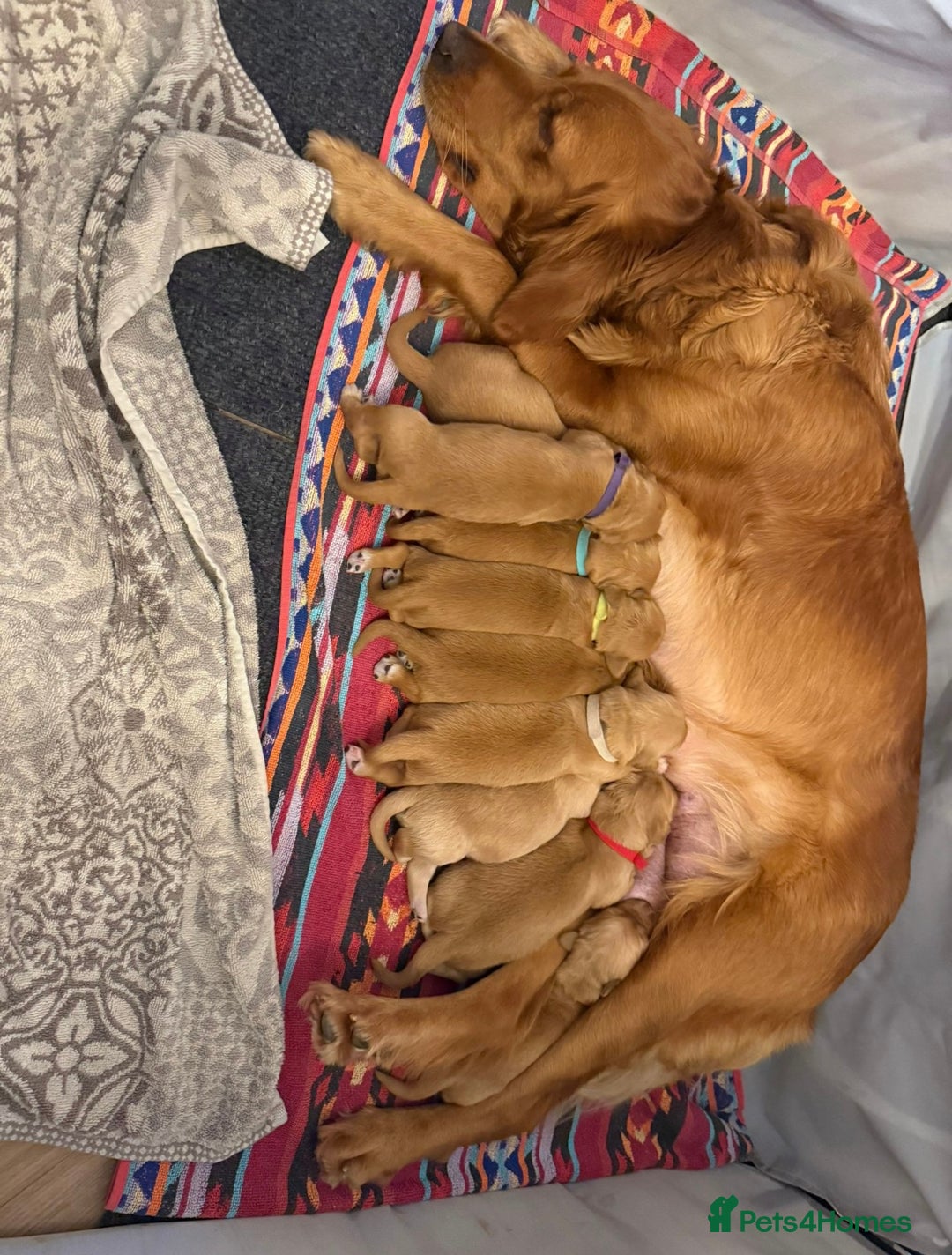 Golden Retriever dogs for sale: KC Registered Championship Line Golden Retrievers - Advert 13