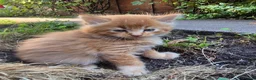 Mixed Breed cats for sale: Kittens Looking for Loving Homes - Advert 22