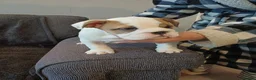 English Bulldog dogs for sale: Bulldog pups  - Advert 8