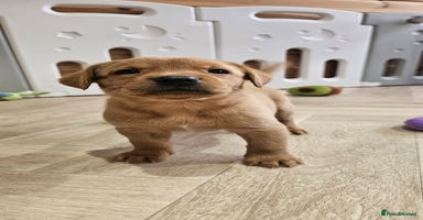Labrador Retriever dogs - Advert 1