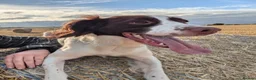 English Springer Spaniel dogs for sale: Springer Spaniel Pups  - Advert 1
