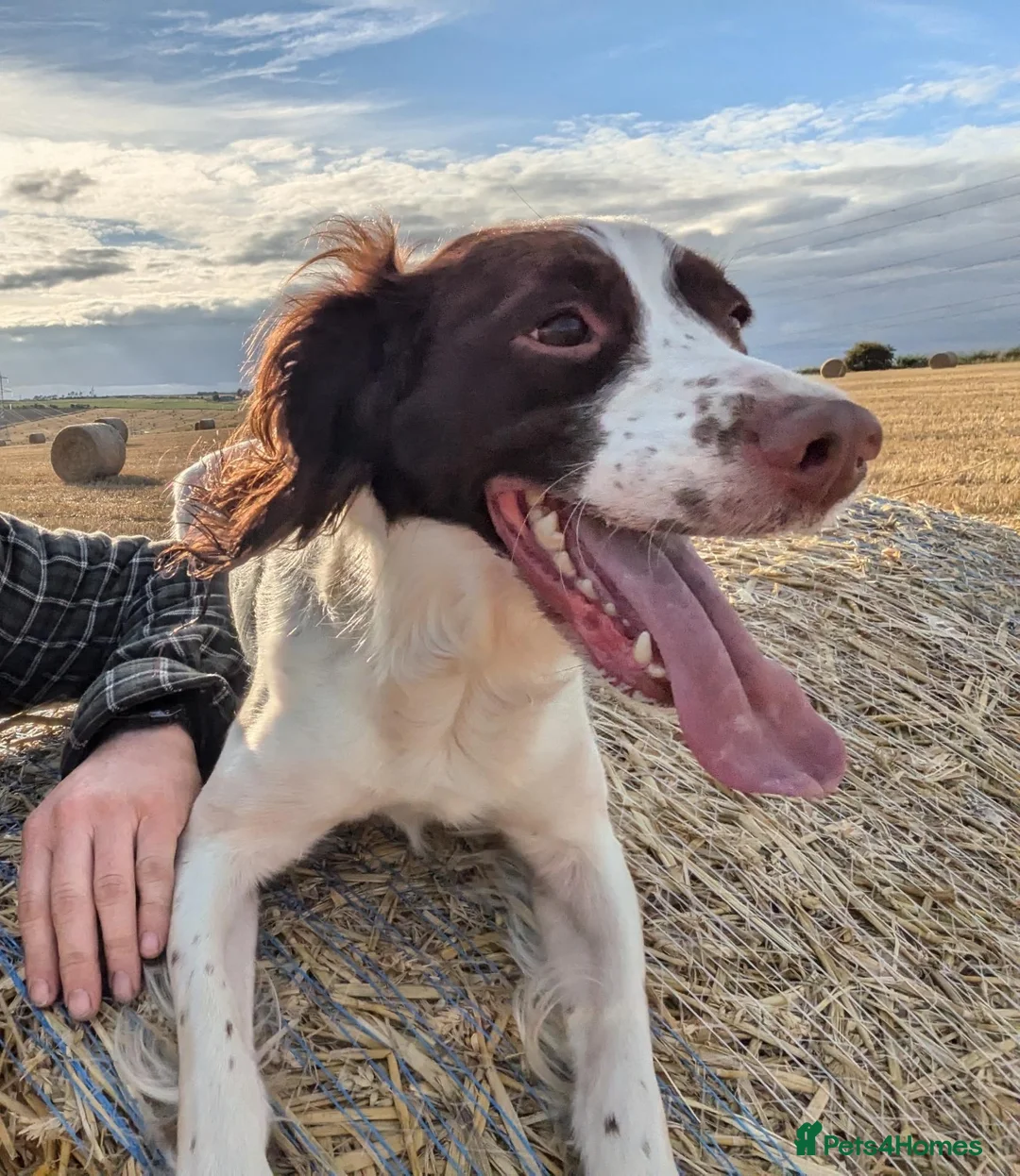 English Springer Spaniel dogs for sale: Springer Spaniel Pups  - Advert 1