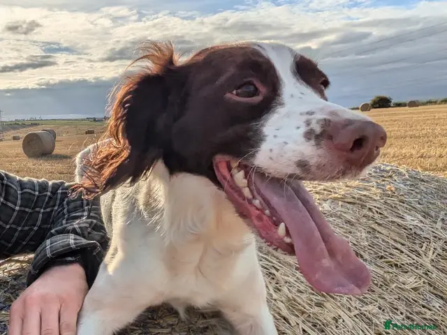 English Springer Spaniel dogs for sale: Springer Spaniel Pups - Advert 1