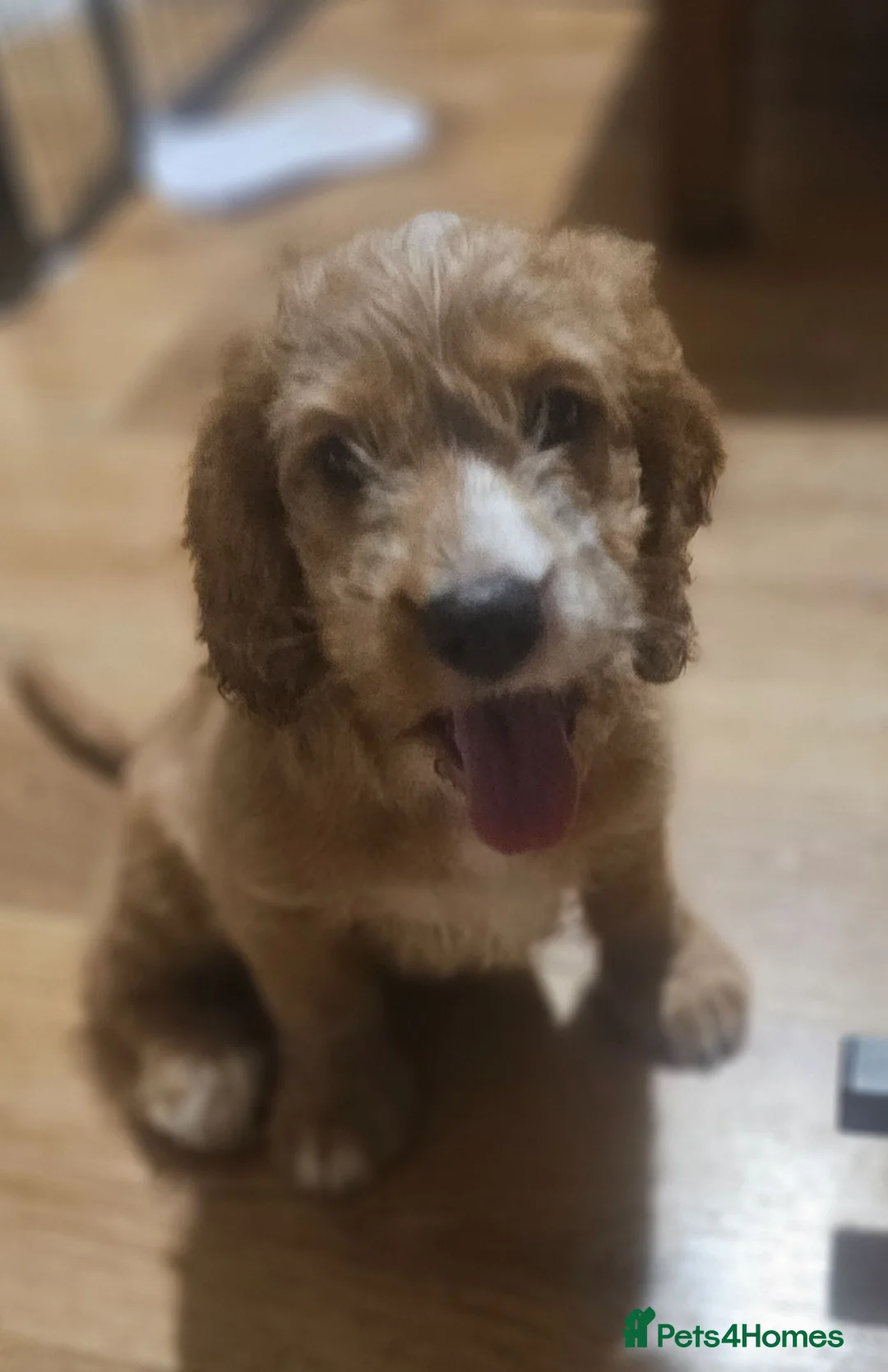 Cockapoo dogs for sale: Ready now!! Beautiful white and red F2 cockapoos - Advert 2