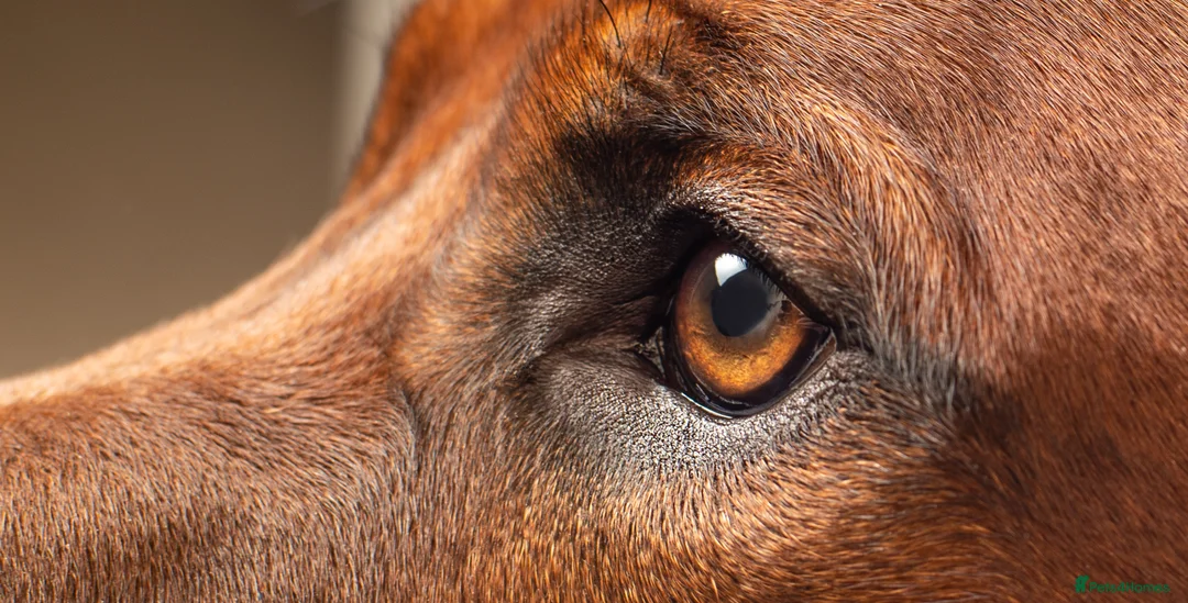 Rhodesian Ridgeback dogs for stud: (Our Duke) in Leominster - Advert 3