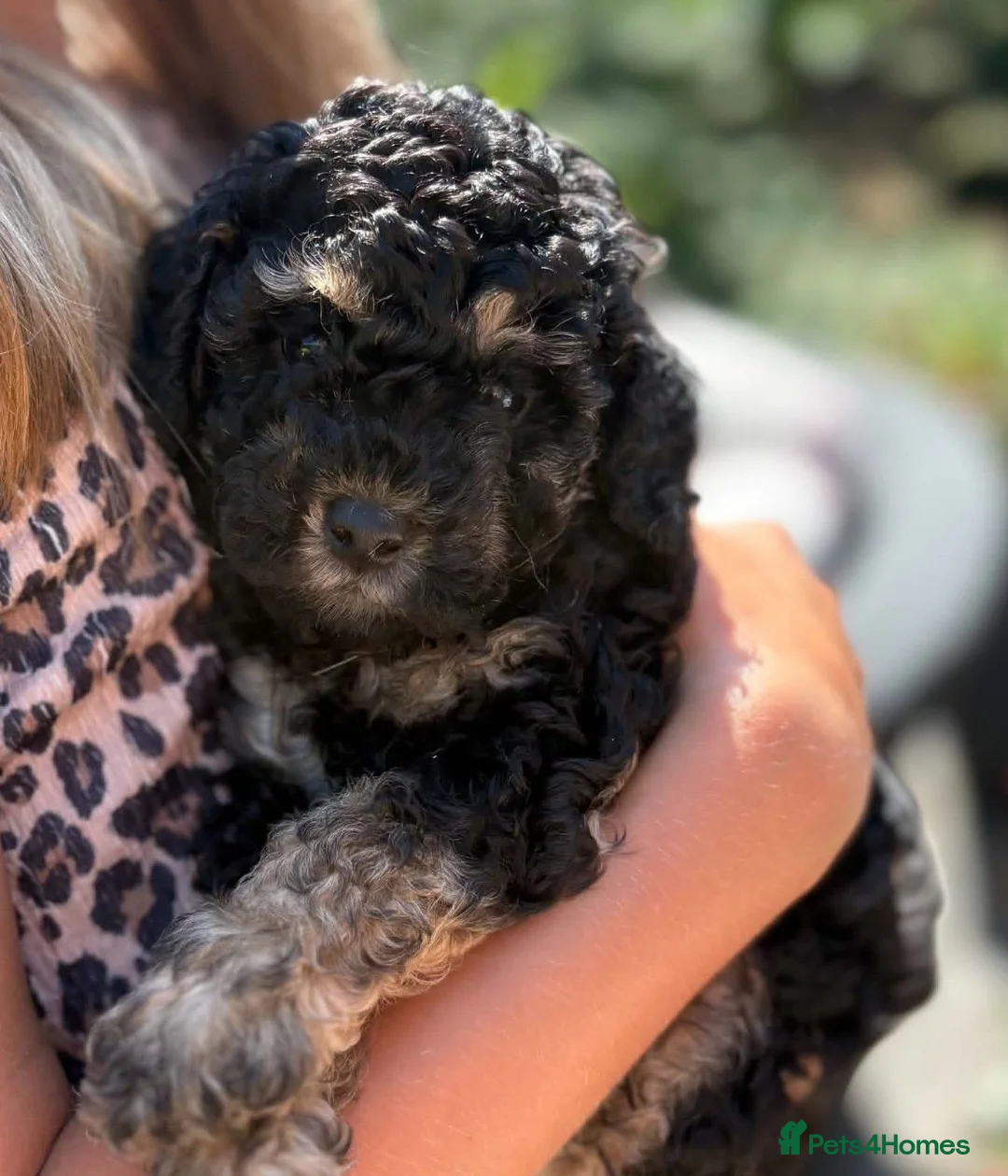 Toy Poodle dogs for sale: **KC Registered Phantom Toy Poodles ** - Advert 9