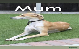 Lurcher dogs for sale: ⭐️beautiful lurcher puppy’s  - Image 16