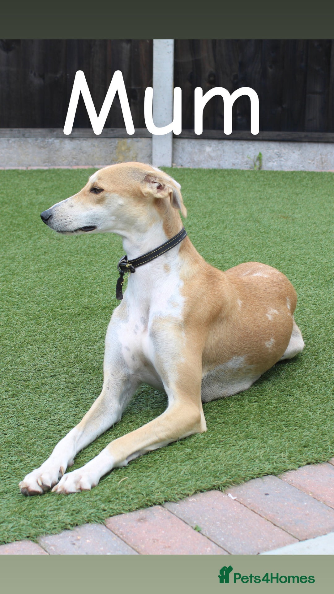 Lurcher dogs for sale: ⭐️beautiful lurcher puppy’s  - Image 16