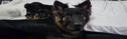 German Shepherd dogs for sale: Gorgeous German Shepherd Puppies For Sale - Advert 20