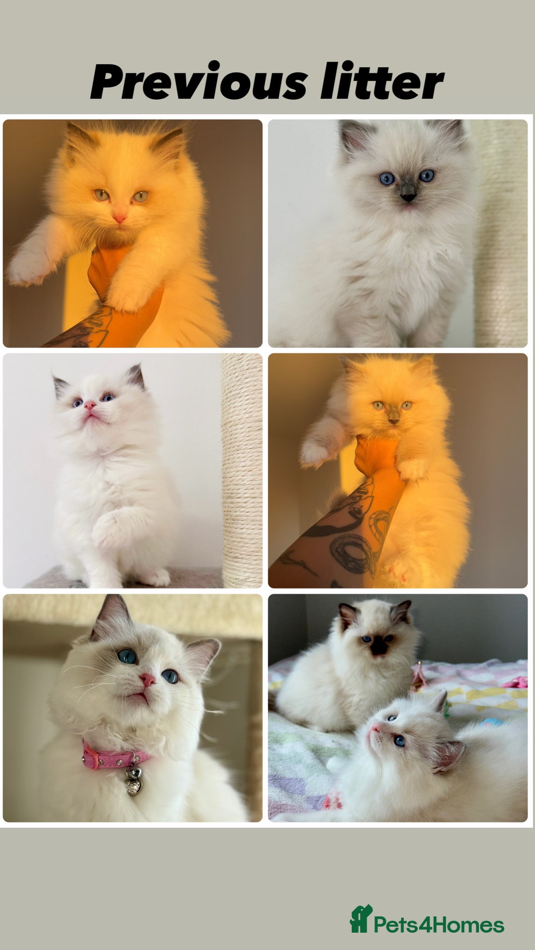 Ragdoll cats for sale: ✨ 4 Gorgeous Ragdoll Kittens ✨ - Advert 10