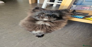 Pomeranian dogs - Advert 4