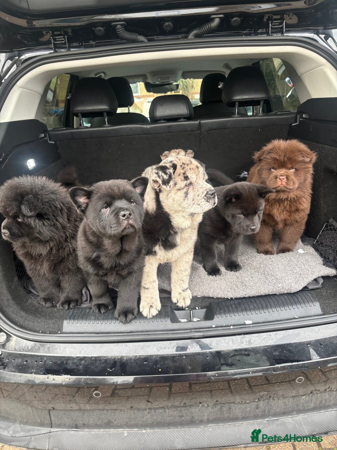 Chow Chow dogs for sale: REDUCED PRICE Chow chow pups mixed  coats  - Advert 6