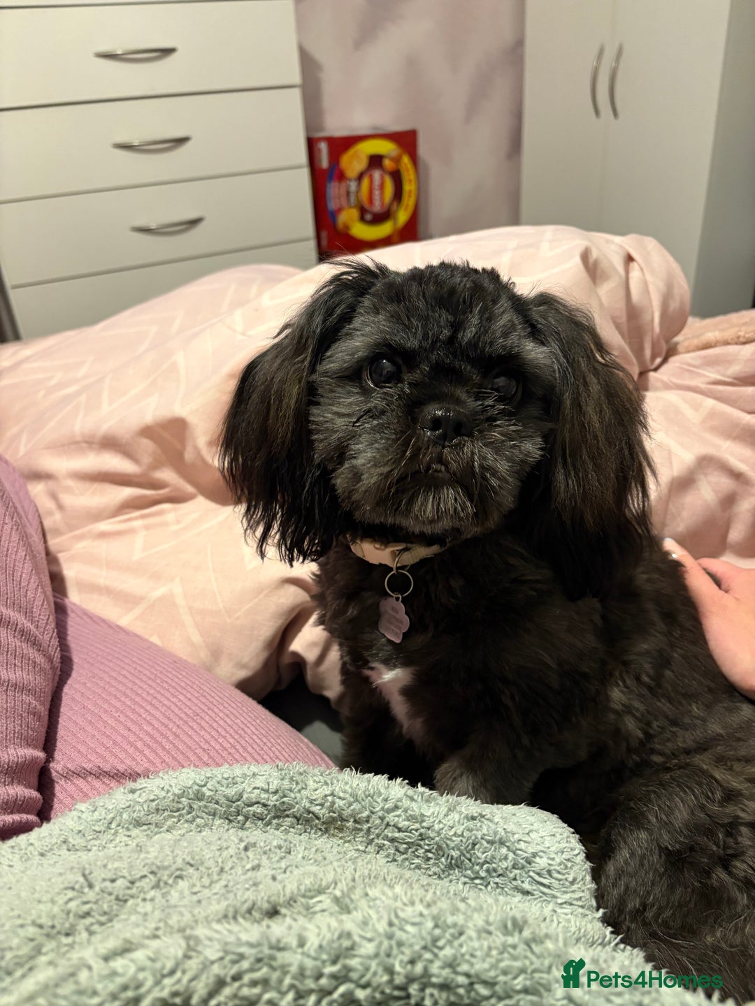 Shih Tzu dogs for sale: Female Shih Tzu  - Advert 2