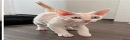 Devon Rex cats for sale: Gorgeous Devon Rex Kitten - Advert 10