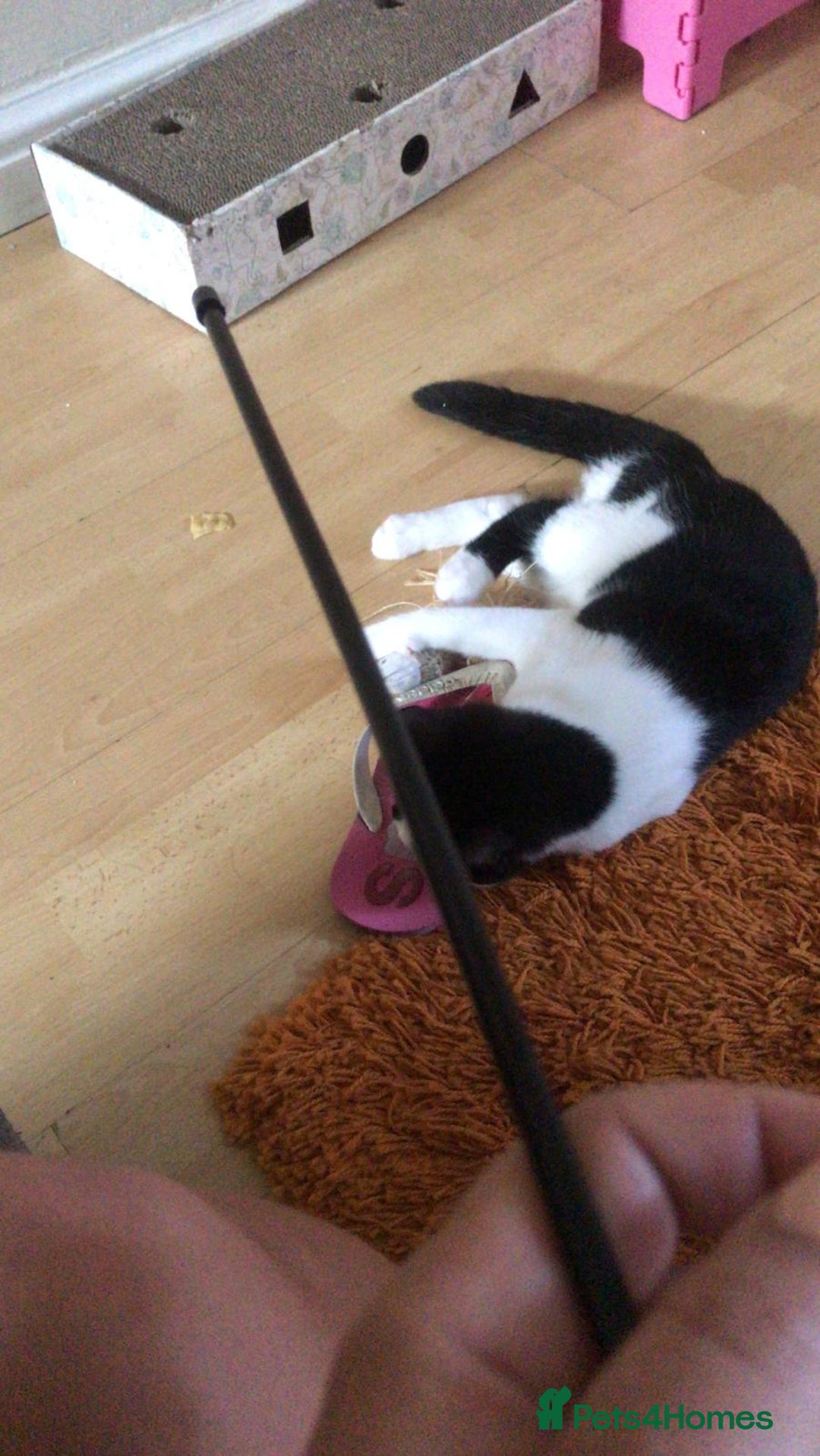 British Shorthair cats for sale: Roxxy - with a double X  - Image 12