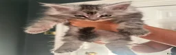 Maine Coon cats for sale: 5 Male TICA Reg Blue Black Silver Maine Coons in Gloucester - Advert 15