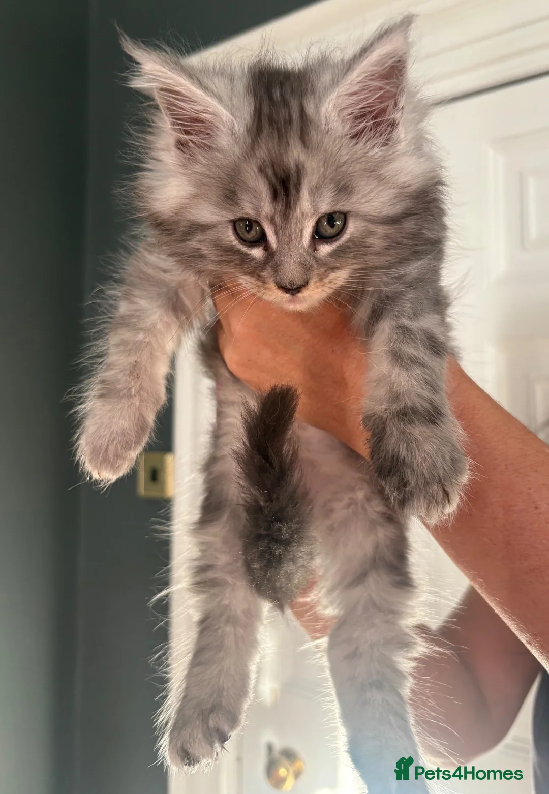 Maine Coon cats for sale: 5 Male TICA Reg Blue Black Silver Maine Coons in Gloucester - Advert 15
