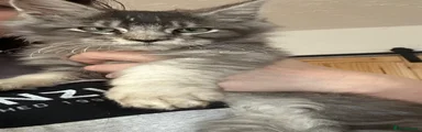 Maine Coon 1