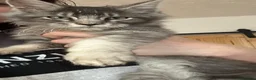 Maine Coon cats for sale: Sliver tabby mainecoon - Advert 3
