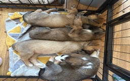Mixed Breed dogs for sale: Lurcher x German Shepard puppies forsale - Image 18