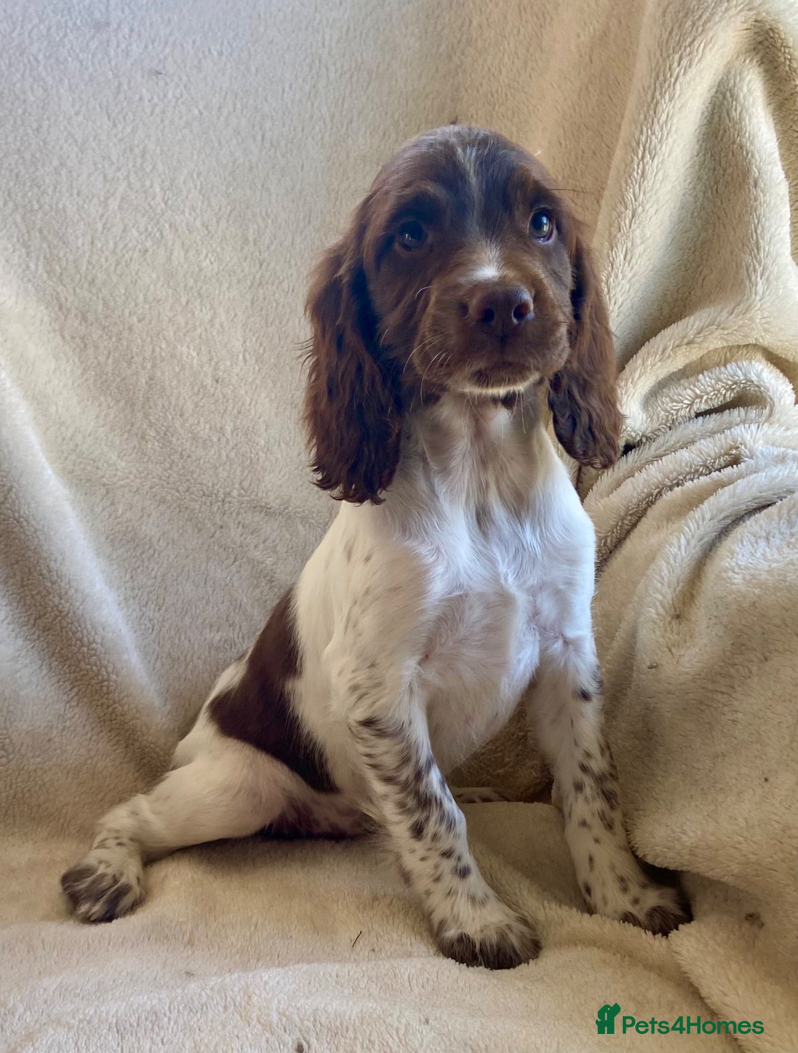 English Springer Spaniel dogs Kc registered English springer spaniel pups - Advert 15
