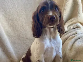 English Springer Spaniel dogs Kc registered English springer spaniel pups - Advert 15