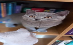 British Shorthair cats for sale: *Nearly Ready* GCCF Registered BSH Kittens  - Image 12