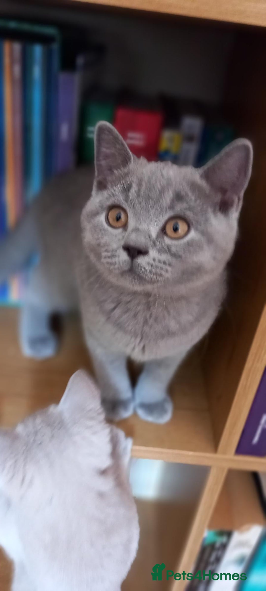 British Shorthair cats for sale: *Nearly Ready* GCCF Registered BSH Kittens  - Image 12