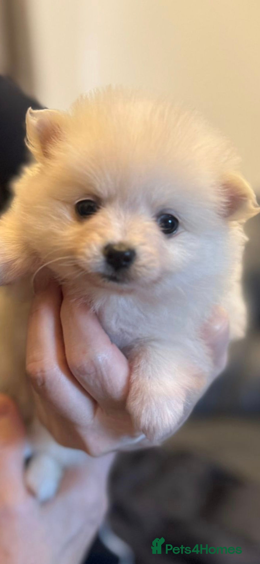Pomchi dogs for sale: Beautiful pomchi pups - Advert 2