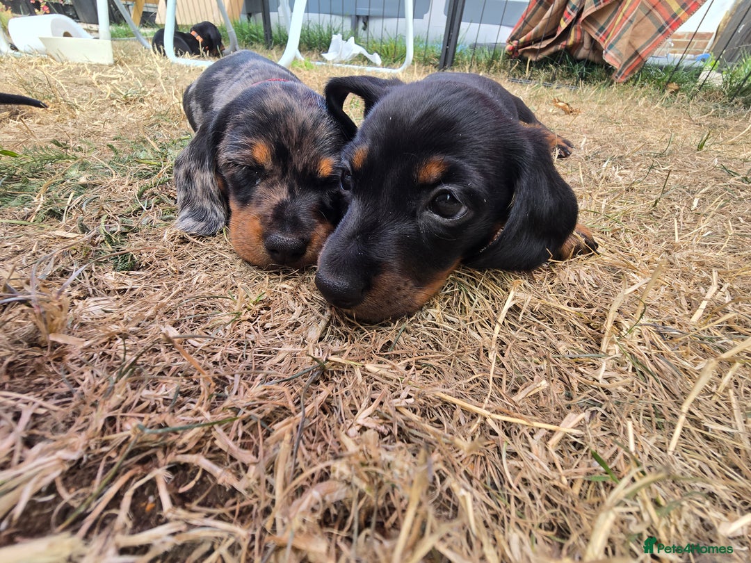 Miniature Dachshund dogs for sale: KC Miniature Dachshund Pups  - Image 30
