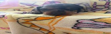 Dachshund 2