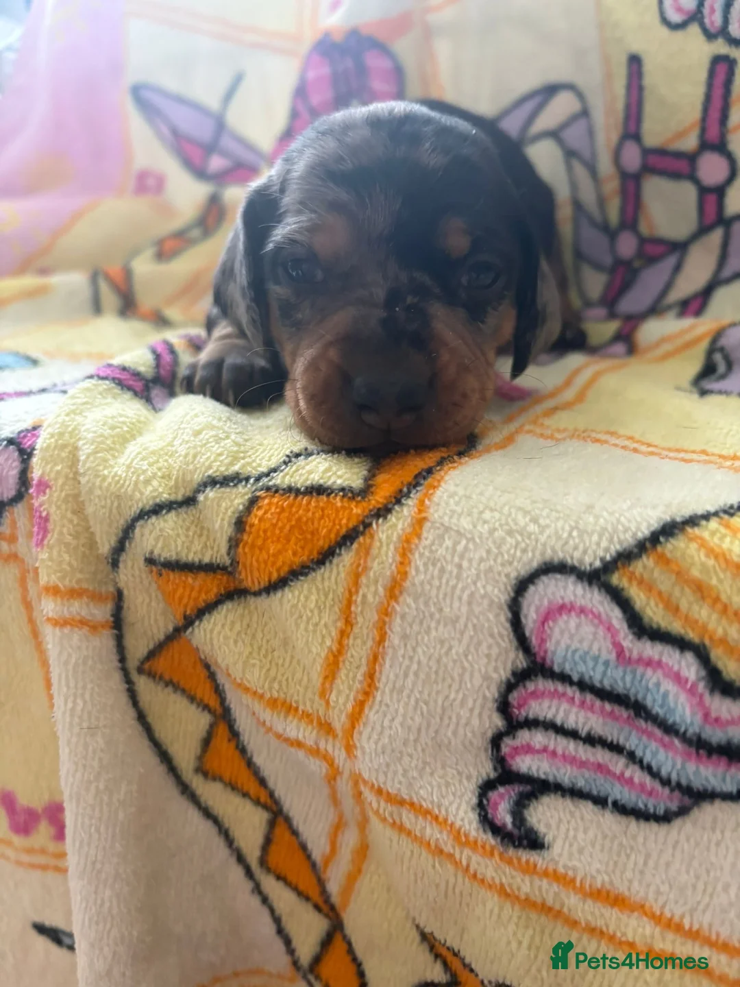 Dachshund dogs for sale: Dachshund puppy’s  - Advert 2