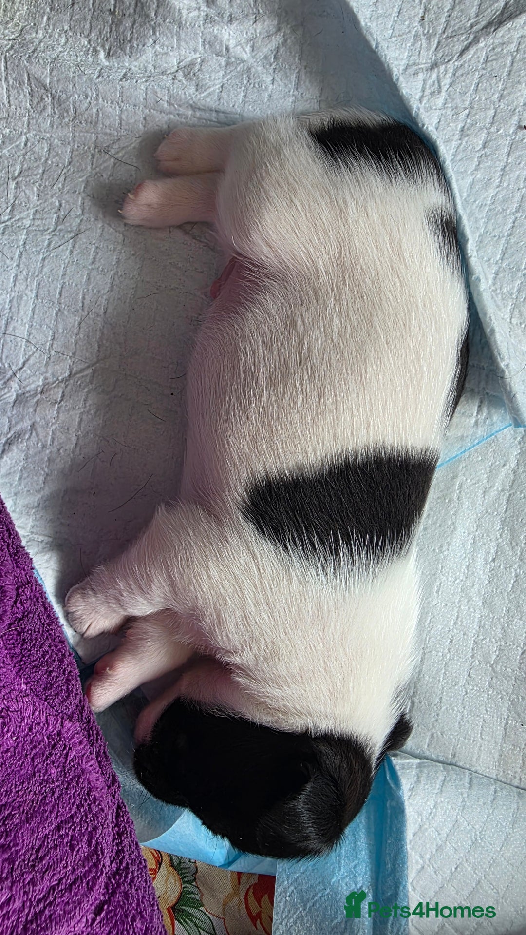 Jack Russell dogs for sale: Jack Russell Terrier  in Epping - Image 9