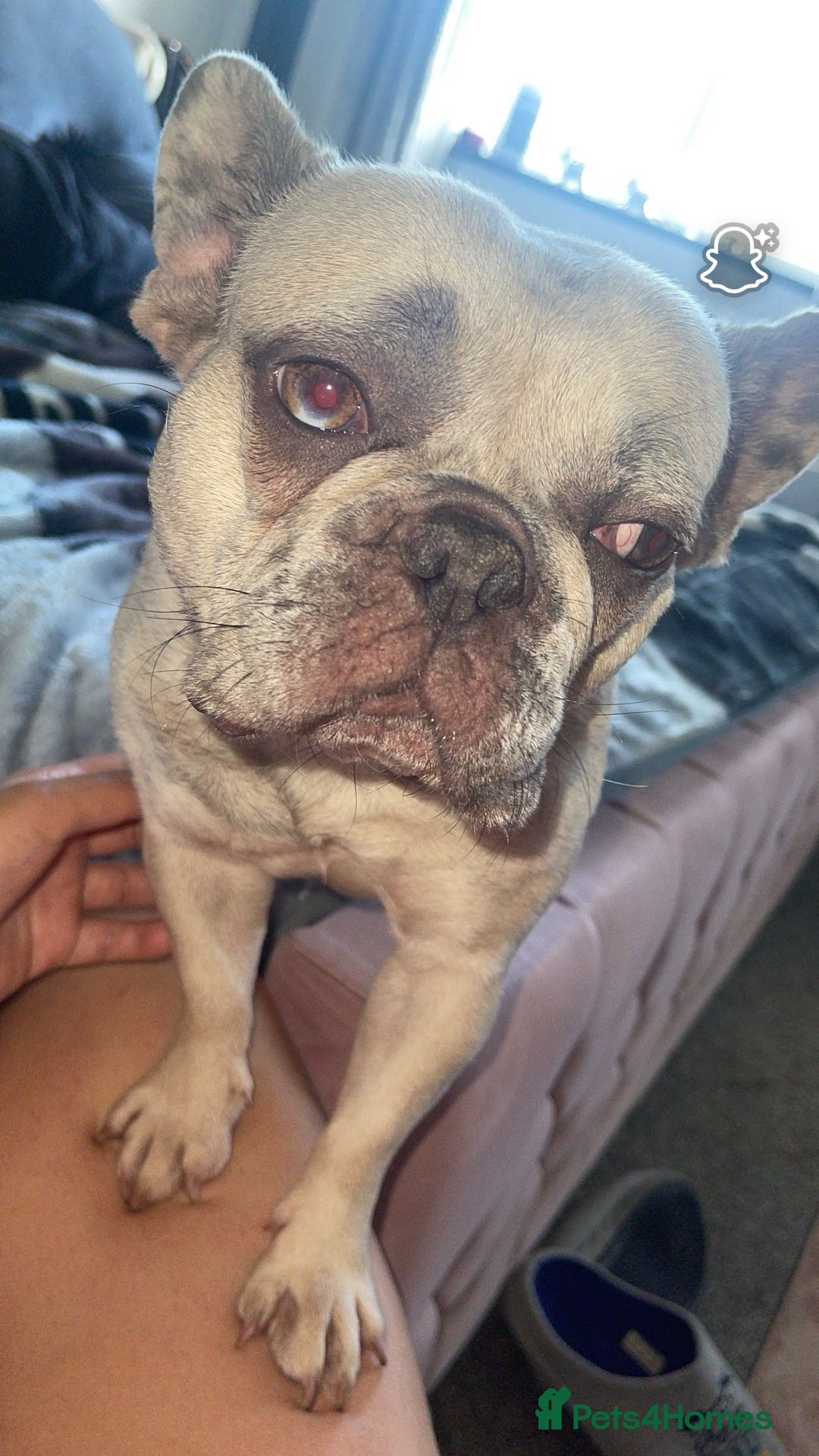 French Bulldog dogs for sale: French bulldog - Image 2