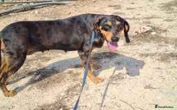 Mixed Breed dogs for adoption: Gypsy a hidden gem is looking for her forever home - Image 2