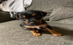 Jack Russell dogs for sale: 10 week old female Jack Russell pup - Image 3