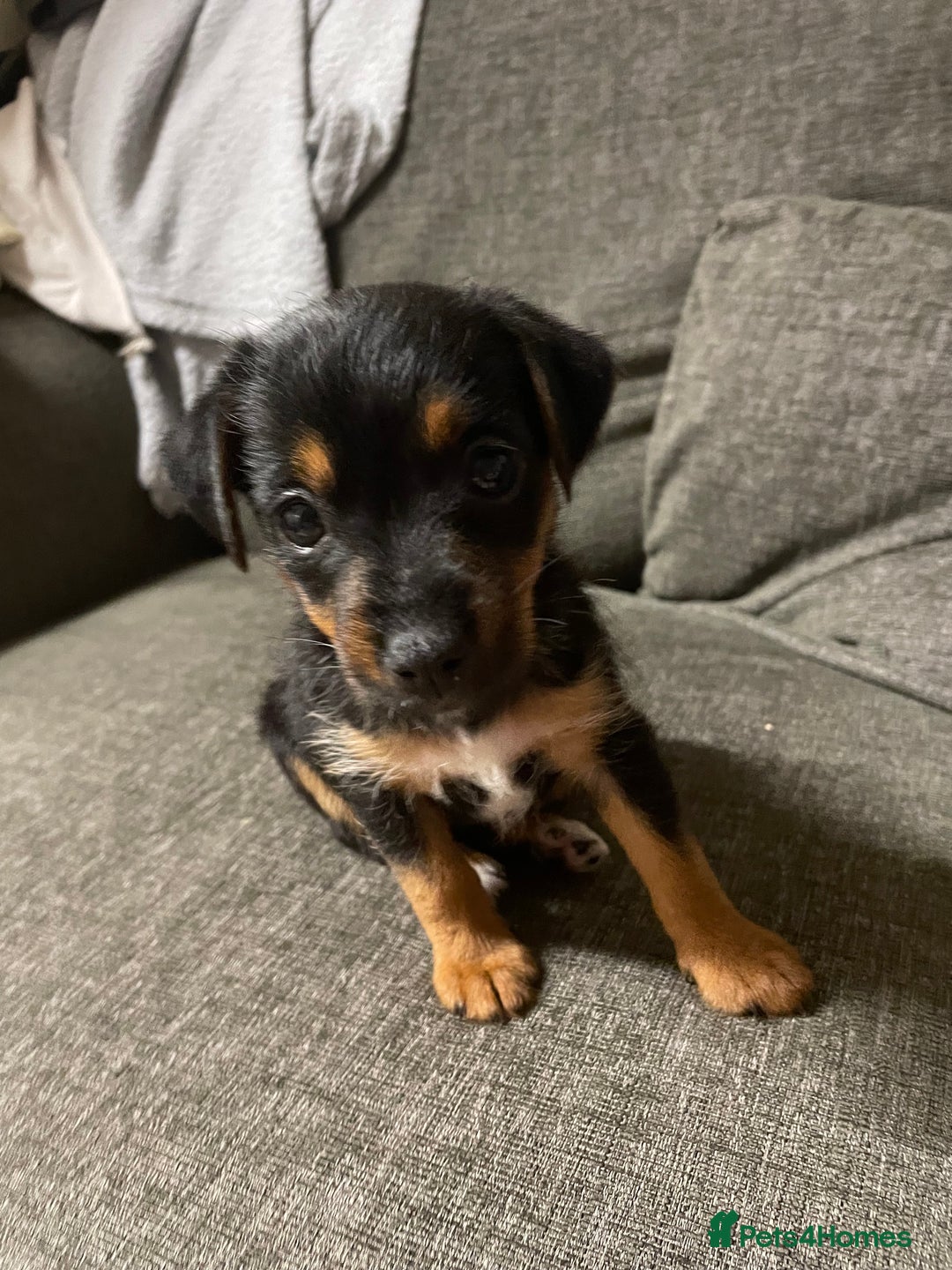 Jack Russell dogs for sale: 10 week old female Jack Russell pup - Image 3