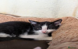 Oriental cats for sale: Orientals for sale  - Image 8
