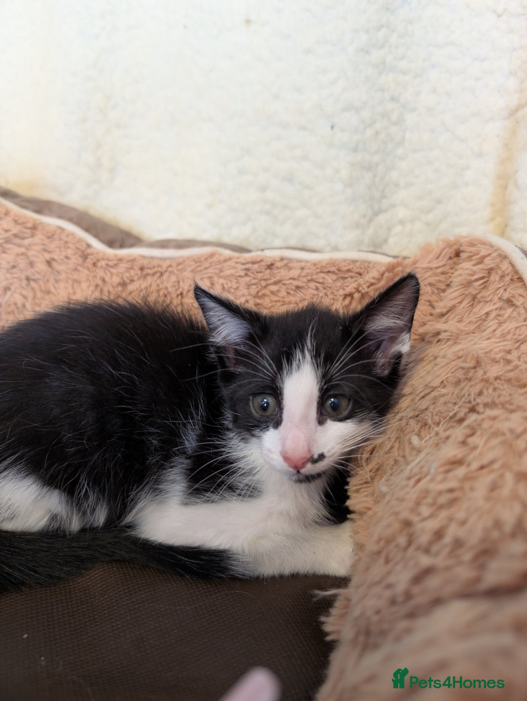 Oriental cats for sale: Orientals for sale  - Image 8