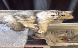 Mixed Breed cats for stud: Maine coon x Persian stud  - Image 6