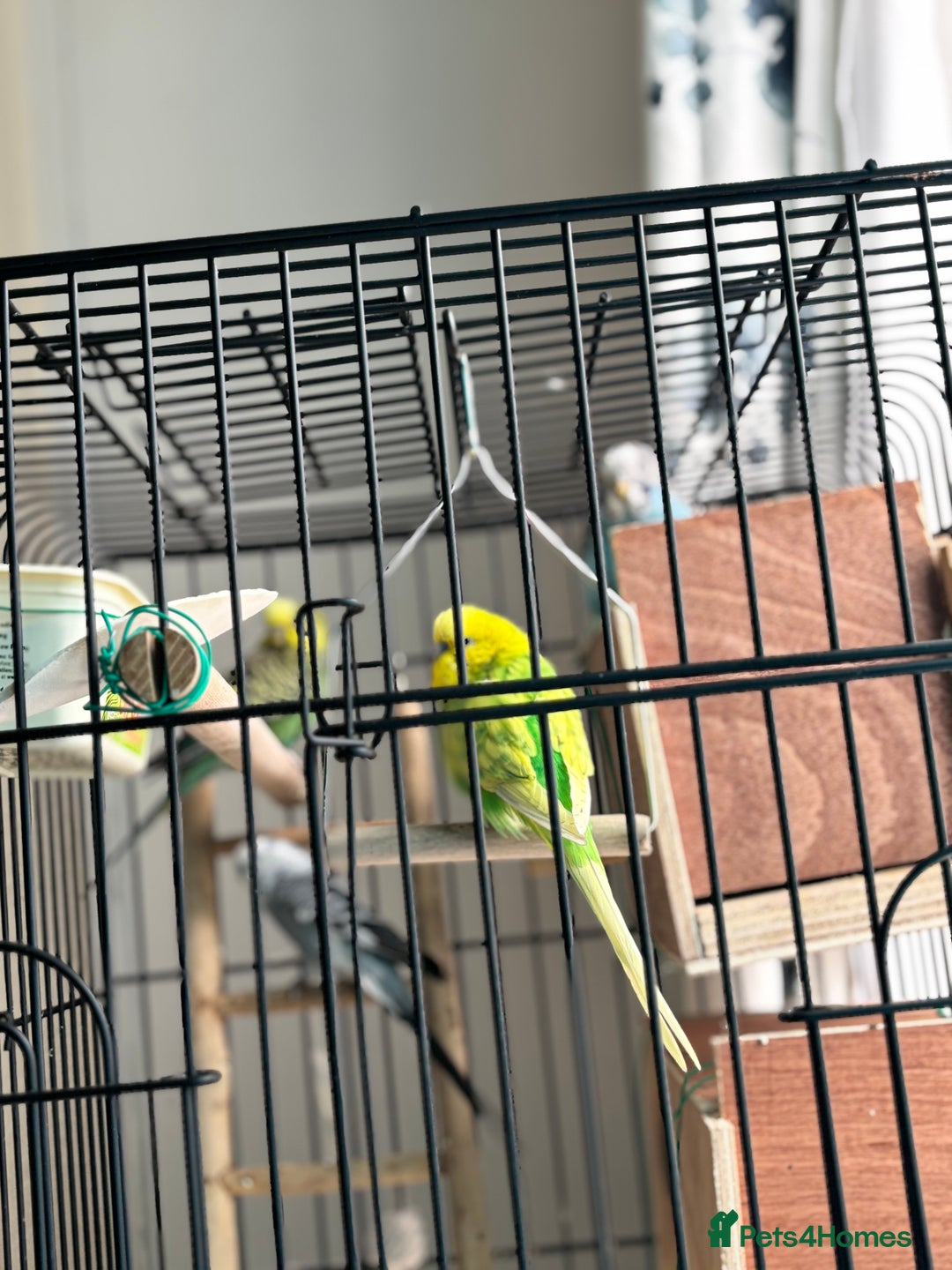 Budgerigars birds for sale: 4 Beautiful Budgies 2 Males 2 Females - Image 13