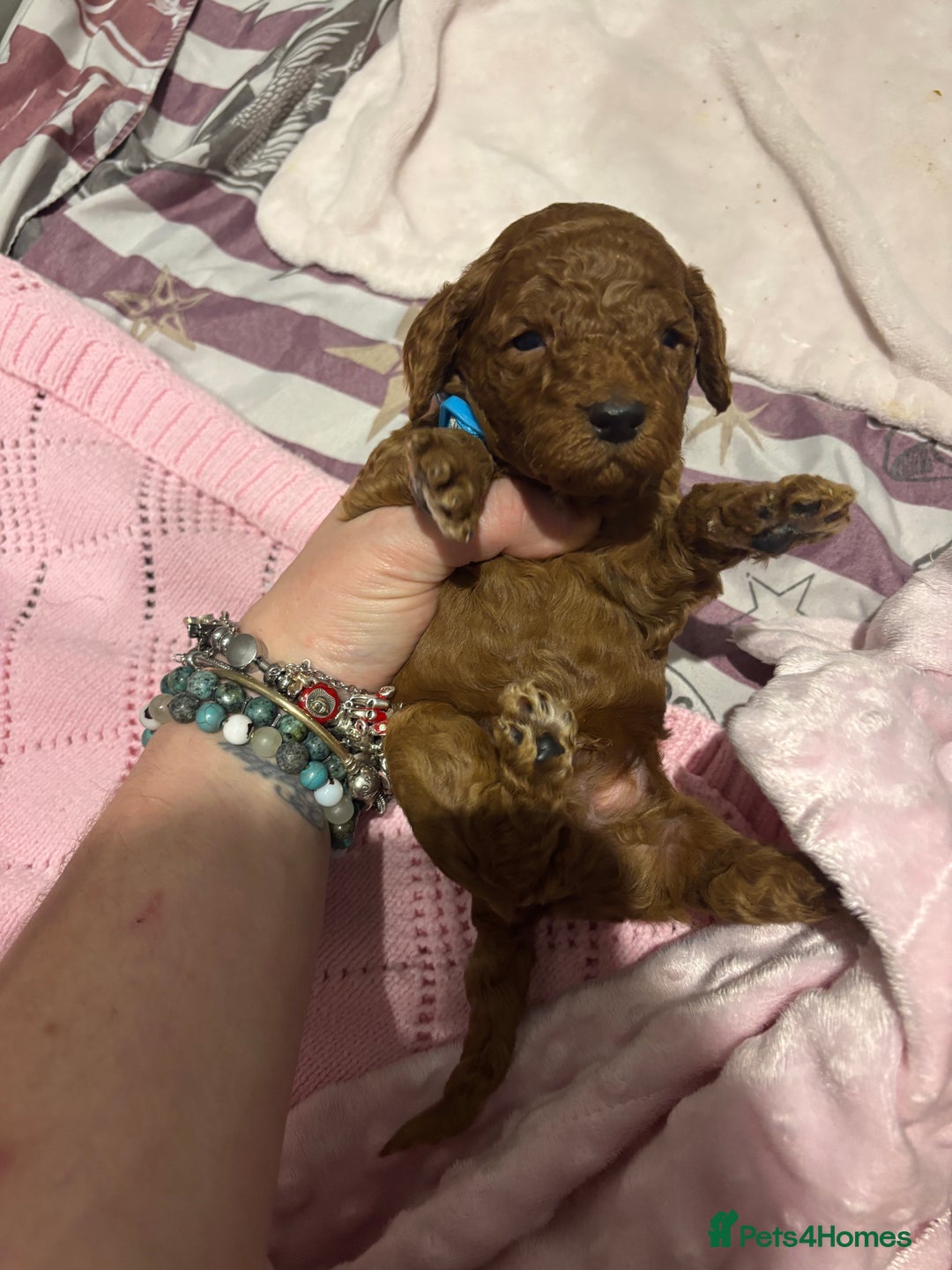 Cockapoo dogs for sale: 10 F1b cockapoo pups for sale  - Advert 10