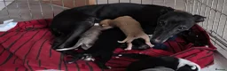 Whippet dogs for sale: Bedlington whippet puppies  - Advert 6
