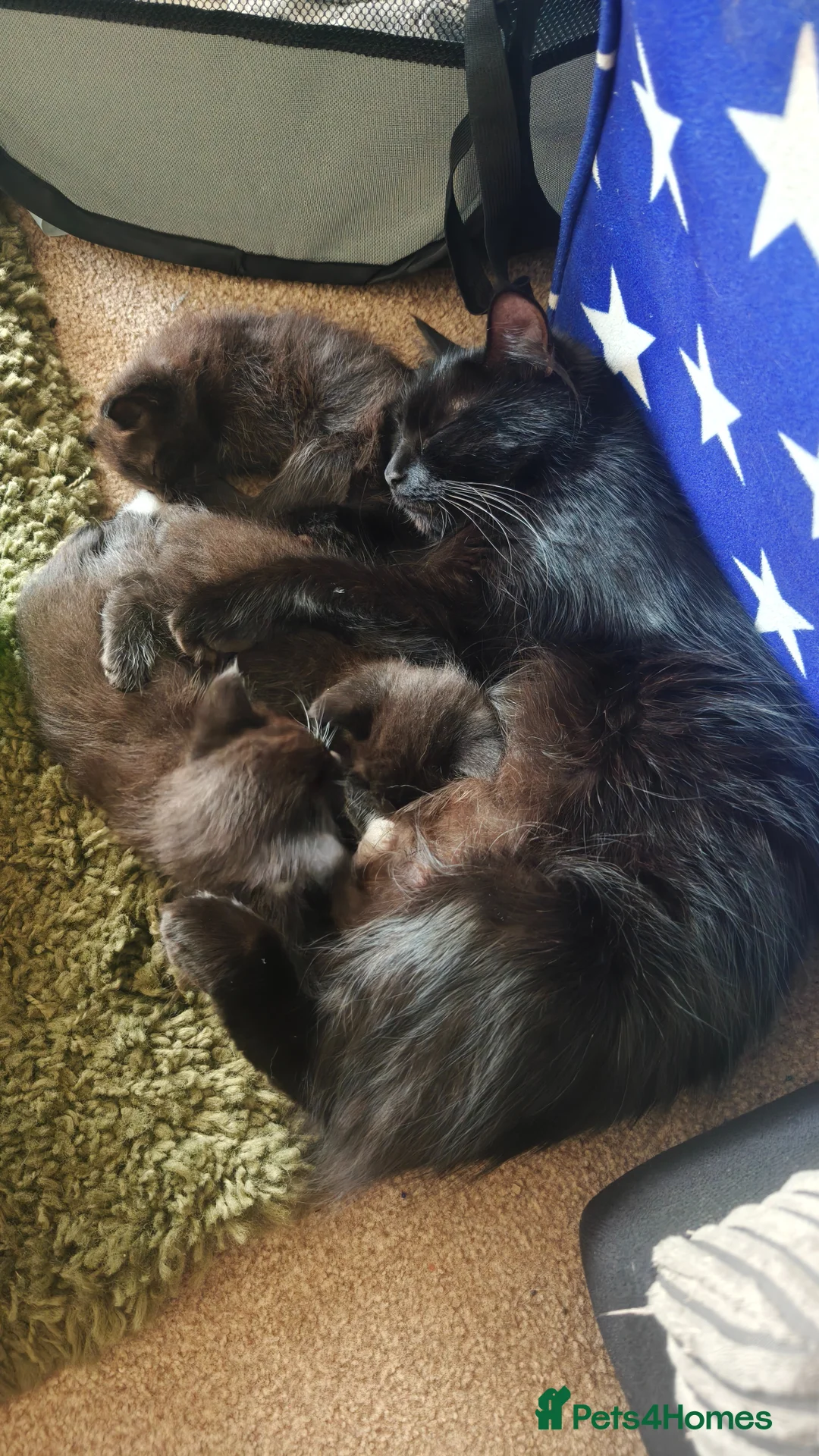 Mixed Breed cats for sale: Beautiful Ragdoll X Kittens - Advert 2