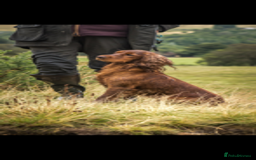 Cocker Spaniel dogs for sale: Black Cocker Spaniel Pups - Image 4