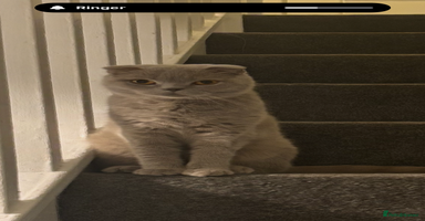 Scottish Fold cats - Advert 4