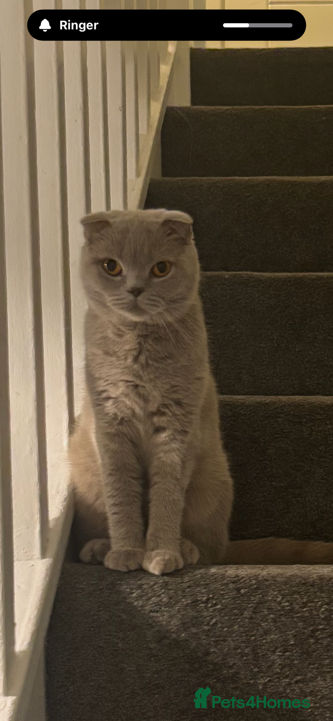 Scottish Fold cats for sale: Female Scottish fold Cat  - Image 2