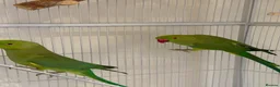 Ringnecks birds for sale: Indian Ringneck Pair + 2 Cages – £400 in Chigwell - Advert 4